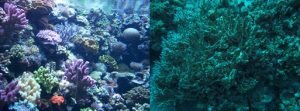 On the left is an image of a healthy coral reef; on the right is an image of a dead coral reef