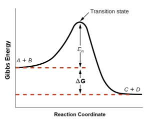 A graph is shown with the label, “Reaction Coordinate” on the x-axis and the label, “Gibbs Energy,” on the y-axis. Above the x-axis, a portion of a curve is labeled “A plus B.” From the right end of this region, the concave down curve continues upward to reach a maximum near the height of the y-axis. The peak of this curve is labeled, “Transition state.” A double sided arrow extends from a dashed red horizontal line that originates at the y-axis at a common endpoint with the curve to the peak of the curve. This arrow is labeled “E subscript a.” A second horizontal red dashed line segment is drawn from the right end of the black curve left to the vertical axis at a level significantly lower than the initial “A plus B” labeled end of the curve. The end of the curve that is shared with this segment is labeled, “C plus D.” The curve, which was initially dashed, continues as a solid curve from the maximum to its endpoint at the right side of the diagram. A second double sided arrow is shown. This arrow extends between the two dashed horizontal lines and is labeled, “capital delta E.”