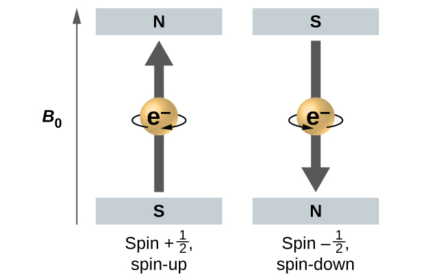 This diagram has an upward pointing arrow at the left which is labeled, “B subscript 0.” To the right, two spheres are shown. The first has a gray square at the top labeled, “N,” and a second gray square at the bottom labeled, “S.” A curved arrow is pointing right across the surface of the sphere and a gray arrow points upward through the center of the sphere. This sphere is labeled, “Spin plus one-half, spin-up.” The sphere just to the right has a gray square above it labeled, “S,” and a gray square below it labeled, “N.” This sphere has a curved arrow on its surface that is directed to the left and a gray arrow through the center of the sphere that points downward. This sphere is labeled, “Spin negative one-half spin-down.”