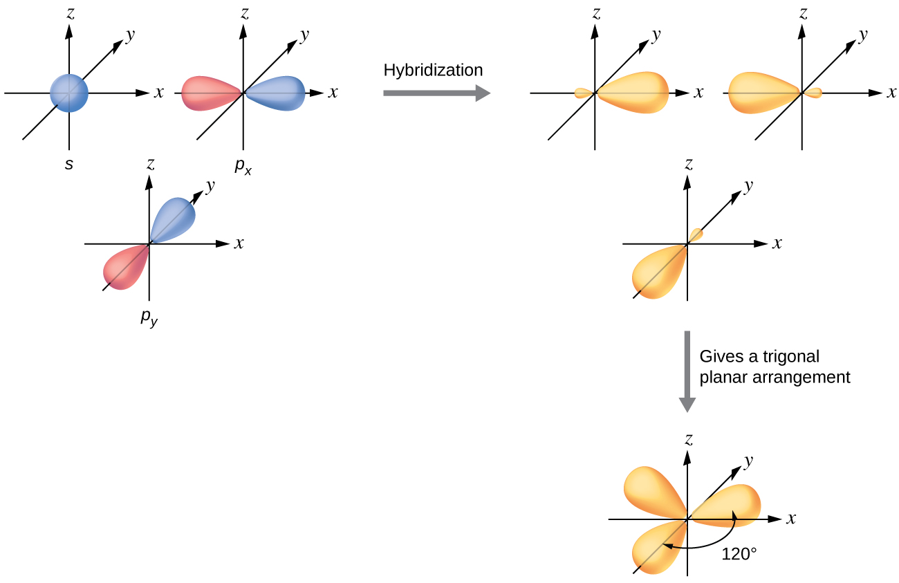 This shows a series of three diagrams with one on the left connected to one on the right by a right-facing arrow that is labeled, “Hybridization.” Below the one on the right is a downward-facing arrow labeled, “Gives a trigonal planar arrangement,” connecting to the last diagram. The first diagram shows a blue spherical orbital labeled “S” and then two red and blue, peanut-shaped orbitals, each placed on an X, Y, Z axis system, labeled “P subscript x” and “P subscript y.” The two red and blue orbitals are located on the x and z axes, respectively. The second diagram shows the three orbitals again on an X, Y, Z axis system, but they are yellow and have one enlarged lobe and one smaller lobe. Each lies in a different axis in the drawing. The third diagram shows the same three orbitals, but their smaller lobes now overlap while their larger lobes are located at and labeled as “120 degrees” from one another.