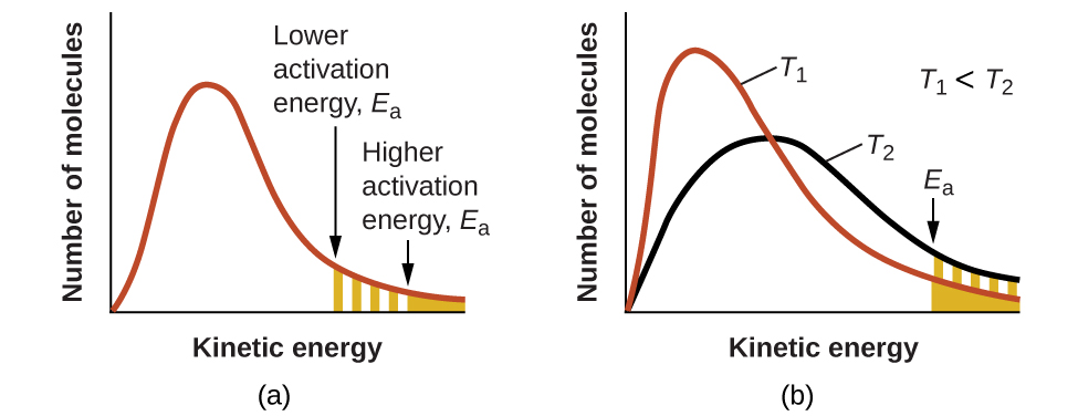 Two graphs are shown each with an x-axis label of “Kinetic energy” and a y-axis label of “Fraction of molecules.” Each contains a positively skewed curve indicated in red that begins at the origin and approaches the x-axis at the right side of the graph. In a, a small area under the far right end of the curve is shaded orange. An arrow points down from above the curve to the left end of this region where the shading begins. This arrow is labeled, “Higher activation energy, E subscript a.” In b, the same red curve appears, and a second curve is drawn in black. It is also positively skewed, but reaches a lower maximum value and takes on a broadened appearance as compared to the curve in red. In this graph, the red curve is labeled, “T subscript 1” and the black curve is labeled, “T subscript 2.” In the open space at the upper right on the graph is the label, “T subscript 1 less than T subscript 2.” As with the first graph, the region under the curves at the far right is shaded orange and a downward arrow labeled “E subscript a” points to the left end of this shaded region.