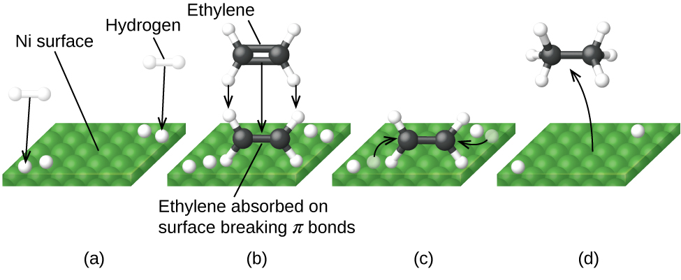 In this figure, four diagrams labeled a through d are shown. In each, a green square surface is shown in perspective to provide a three-dimensional appearance. In a, the label “N i surface” is placed above with a line segment extending to the green square. At the lower left and upper right, pairs of white spheres bonded tougher together appear as well as white spheres on the green surface. Black arrows are drawn from each of the white spheres above the surface to the white sphere on the green surface. In b, the white spheres are still present on the green surface. Near the center of this surface is a molecule with two central black spheres with a double bond indicated by two horizontal black rods between them. Above and below to the left and right, a total of four white spheres are connected to the black spheres with white rods. A line segment extends from this structure to the label, “Ethylene absorbed on surface breaking pi bonds.” Just above this is a nearly identical structure greyed out with three downward pointing arrows to the black and white structure to indicate downward motion. The label “Ethylene” at the top of the diagram is connected to the greyed out structure with a line segment. In c, the diagram is very similar to b except that the greyed out structure and labels are gone and one of the white spheres near the black and white structure in each pair on the green surface is greyed out. Arrows point from the greyed out white spheres to the double bond between the two black spheres. In d, only a single white sphere remains from each pair in the green surface. A curved arrow points from the middle of the green surface to a model above with two central black spheres with a single black rod indicating a single bond between them. Each of the black rods has three small white spheres bonded as indicated by white rods between the black spheres and the small white spheres. The four bonds around each black sphere are evenly distributed about the black spheres.