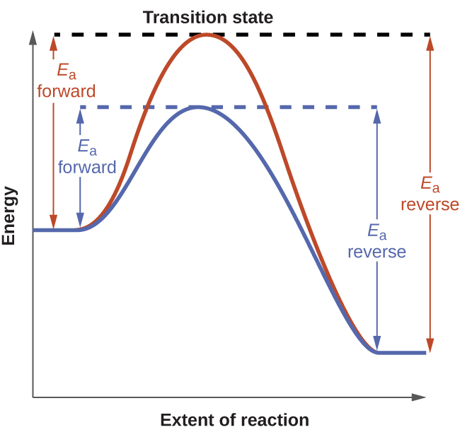 A graph is shown labeled “Transition state.” The y-axis on the graph is labeled “Energy” and the x-axis is labeled “Extent of Reaction.” Two curves are plotted on the graph. Both start mid-way up the y-axis. The red curve has a steep initial slope as it increases, then reaches its peak where it meets a horizontal dotted line, then has a steep decline before leveling out. From the initial point to the horizontal line, there is a vertical line with arrows on each end labeled “E subscript a forward.” From the end point to the horizontal line, there is a vertical line with arrows on each end labeled “E subscript a reverse.” The second curve is less steep than the first and does not reach as high of a peak on the y-axis. It meets a separate horizontal dotted line at its peak, then declines at a similar rate to the first curve before leveling out with the first curve. From the initial point where the slope begins to increase to the horizontal line, there is a vertical line with arrows on each end labeled “E subscript a forward.” From the end point right as it levels out to the horizontal line, there is a vertical line with arrows on each end labeled “E subscript a reverse.”