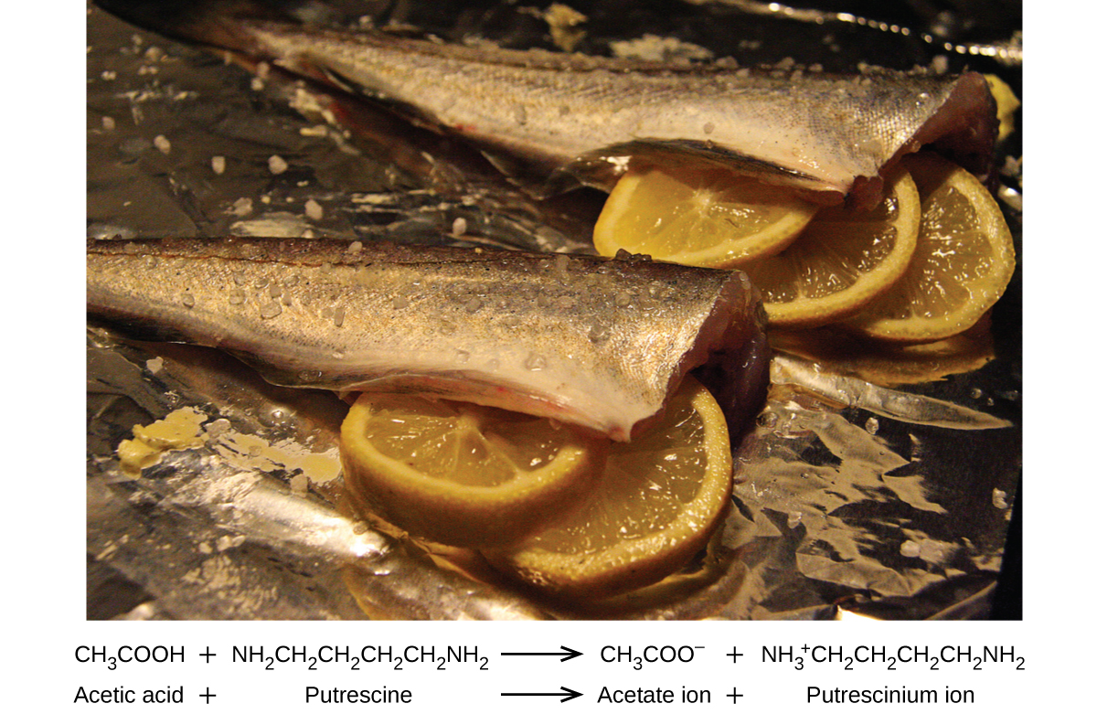 An image is shown of two fish with heads removed and skin on with lemon slices placed in the body cavity. The first line of an equation below the image reads C H subscript 3 C O O H plus N H subscript 2 C H subscript 2 C H subscript 2 C H subscript 2 C H subscript 2 N H subscript 2 arrow C H subscript 3 C O O superscript negative sign plus N H subscript 3 superscript positive sign C H subscript 2 C H subscript 2 C H subscript 2 C H subscript 2 N H subscript 2. The second line of the equation reads Acetic acid plus sign Putrescine arrow Acetate ion plus sign Putrescinium ion.