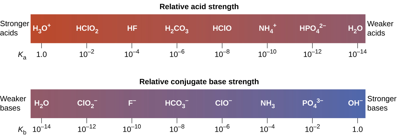 The diagram shows two horizontal bars. The first, labeled, “Relative acid strength,” at the top is red on the left and gradually changes to purple on the right. The red end at the left is labeled, “Stronger acids.” The purple end at the right is labeled, “Weaker acids.” Just outside the bar to the lower left is the label, “K subscript a.” The bar is marked off in increments with a specific acid listed above each increment. The first mark is at 1.0 with H subscript 3 O superscript positive sign. The second is ten raised to the negative two with H C l O subscript 2. The third is ten raised to the negative 4 with H F. The fourth is ten raised to the negative 6 with H subscript 2 C O subscript 3. The fifth is ten raised to a negative 8 with C H subscript 3 C O O H. The sixth is ten raised to the negative ten with N H subscript 4 superscript positive sign. The seventh is ten raised to a negative 12 with H P O subscript 4 superscript 2 negative sign. The eighth is ten raised to the negative 14 with H subscript 2 O. Similarly the second bar, which is labeled “Relative conjugate base strength,” is purple at the left end and gradually becomes blue at the right end. Outside the bar to the left is the label, “Weaker bases.” Outside the bar to the right is the label, “Stronger bases.” Below and to the left of the bar is the label, “K subscript b.” The bar is similarly marked at increments with bases listed above each increment. The first is at ten raised to the negative 14 with H subscript 2 O above it. The second is ten raised to the negative 12 C l O subscript 2 superscript negative sign. The third is ten raised to the negative ten with F superscript negative sign. The fourth is ten raised to a negative eight with H C O subscript 3 superscript negative sign. The fifth is ten raised to the negative 6 with C H subscript 3 C O O superscript negative sign. The sixth is ten raised to the negative 4 with N H subscript 3. The seventh is ten raised to the negative 2 with P O subscript 4 superscript three negative sign. The eighth is 1.0 with O H superscript negative sign.