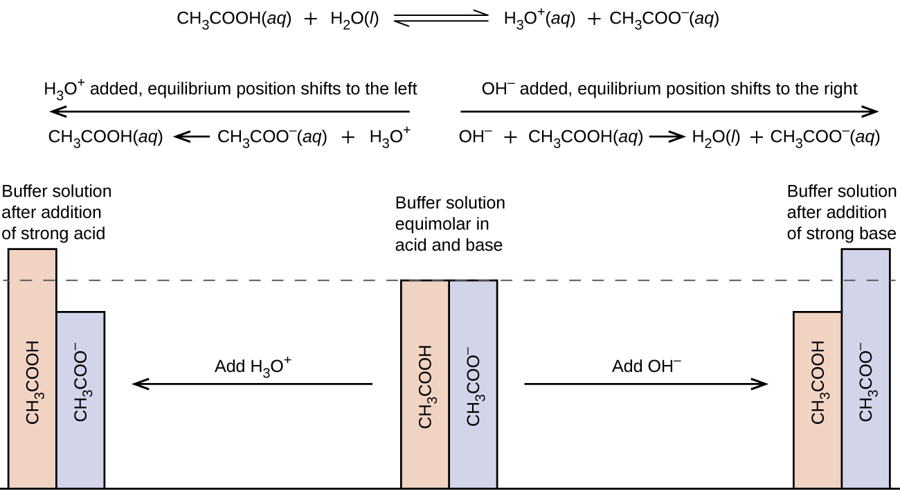 This figure begins with a chemical reaction at the top: C H subscript 3 C O O H ( a q ) plus H subscript 2 O ( l ) equilibrium arrow H subscript 3 O superscript positive sign ( a q ) plus C H subscript 3 C O O superscript negative sign ( a q ). Below this equation are two arrows: one pointing left and other pointing right. The arrow pointing left has this phrase written above it, “H subscript 3 O superscript positive sign added, equilibrium position shifts to the left.” Below the arrow is the reaction: C H subscript 3 C O O H ( a q ) left-facing arrow C H subscript 3 C O O superscript negative sign ( a q ) plus H subscript 3 O superscript positive sign. The arrow pointing right has this phrase written above it, “O H subscript negative sign added, equilibrium position shifts to the right.” Below the arrow is the reaction: O H superscript negative sign plus C H subscript 3 C O O H ( a q ) right-facing arrow H subscript 2 O ( l ) plus C H subscript 3 C O O superscript negative sign ( a q ). Below all the text is a figure that resembles a bar graph. In the middle are two bars of equal height. One is labeled, “C H subscript 3 C O O H,” and the other is labeled, “C H subscript 3 C O O superscript negative sign.” There is a dotted line at the same height of the bars which extends to the left and right. Above these two bars is the phrase, “Buffer solution equimolar in acid and base.” There is an arrow pointing to the right which is labeled, “Add O H superscript negative sign.” The arrow points to two bars again, but this time the C H subscript 3 C O O H bar is shorter than that C H subscript 3 C O O superscript negative sign bar. Above these two bars is the phrase, “Buffer solution after addition of strong base.” From the middle bars again, there is an arrow that points left. The arrow is labeled, “Add H subscript 3 O superscript positive sign.” This arrow points to two bars again, but this time the C H subscript 3 C O O H bar is taller than the C H subscript 3 C O O superscript negative sign bar. These two bars are labeled, “Buffer solution after addition of strong acid.”