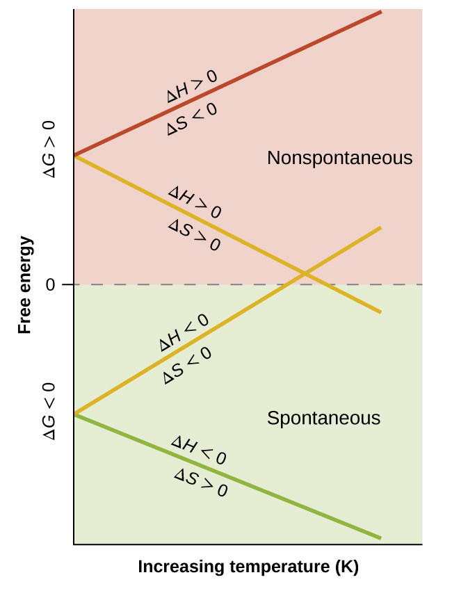 A graph is shown where the y-axis is labeled, “Free energy,” and the x-axis is labeled, “Increasing temperature ( K ).” The value of zero is written midway up the y-axis with the label, “delta G greater than 0,” written above this line and, “delta G less than 0,” written below it. The bottom half of the graph is labeled on the right as, “Spontaneous,” and the top half is labeled on the right as, “Nonspontaneous.” A green line labeled, “delta H less than 0, delta S greater than 0,” extends from a quarter of the way up the y-axis to the bottom right of the graph. A yellow line labeled, “delta H less than 0, delta S less than 0,” extends from a quarter of the way up the y-axis to the middle right of the graph. A second yellow line labeled, “delta H greater than 0, delta S greater than 0,” extends from three quarters of the way up the y-axis to the middle right of the graph. A red line labeled, “delta H greater than 0, delta S less than 0,” extends from three quarters of the way up the y-axis to the top right of the graph.