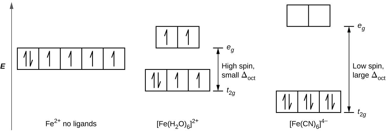 A diagram is shown with a vertical arrow pointing upward along the height of the diagram at its left side. This arrow is labeled, “E.” to the right of this arrow are several rows of squares outlined in yellow. The first row has three linked squares at the lower right side of the diagram labeled, “[ F e ( C N ) subscript 6 ] superscript 4 negative sign.” Each square contains two half arrows, with the left half arrow pointing up and the right half arrow pointing down. A second row is positioned just above and to the left of the first, with the bottom of the squares at a height equal with the top of the squares in the first row. This group is also composed of 3 linked squares. The square to the left contains two half arrows, with the left half arrow pointing up and the right half arrow pointing down. The remaining two squares in this row only have upward pointing half arrows. At the bottom of the figure, just below this group is the label “[ F e ( H subscript 2 O ) subscript 6] superscript 2 plus sign.” To the left of this row, a third row that includes 5 linked squares is positioned with the lower edge of the squares at a height equal to the tops of the squares in row two. The square to the left contains two half arrows, one up and one down. All other squares in this group contain single upward pointing arrows. At the bottom of the figure beneath this row appears the label, “F e superscript 2 plus sign no ligands.” A fourth row composed of 2 linked squares appears to the right and above the second row. The lower edge of the squares is at a height level with the top of the squares of the third row. Each of these squares contains a single upward pointing half arrow. A fifth row of 2 squares is positioned above and to the right directly above the first row with the base of the squares positioned at a level equal to the top of the previous row of squares. These squares are empty. At the right of the diagram, a short horizontal line segment is drawn just right of the lower side of the rightmost square of the first row. A double-headed arrow extends from this line segment to a second horizontal line segment directly above the first and right of the lower side of the fifth row of squares. The arrow is labeled, “Low spin, large delta subscript oct,” to the right. The lower horizontal line segment is similarly labeled, “t subscript 2 g,” and the upper line segment is labeled, “e subscript g.” To the right of the second and fourth rows, a short horizontal line segment is drawn just right of the lower side of the rightmost square of the second row. A double-headed arrow extends from this line segment to a second horizontal line segment directly above the first and right of the lower side of the fourth row of squares. The arrow is labeled, “High spin, small capital delta subscript oct,” to the right. The lower horizontal line segment is similarly labeled, “t subscript 2 g,” and the upper line segment is labeled, “e subscript g.”