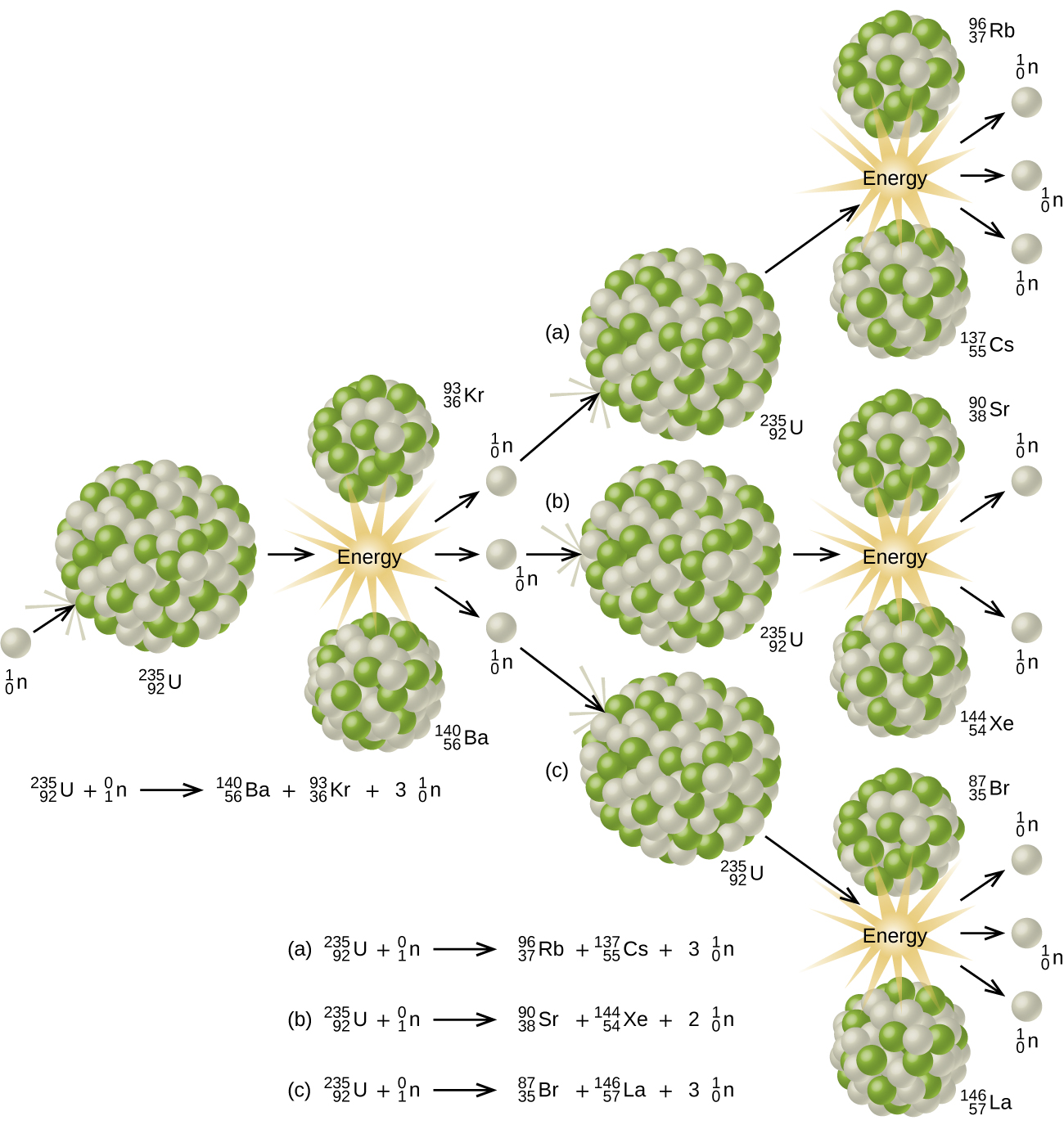 A diagram is shown which has a white sphere labeled “superscript, 1, subscript 0, n” followed by a right-facing arrow and a large sphere composed of many smaller white and green spheres labeled “superscript, 235, subscript 92, U.” The single sphere has impacted the larger sphere. A right-facing arrow leads from the larger sphere to a pair of smaller spheres which are collections of the same white and green spheres. The upper of these two images is labeled “superscript, 93, subscript 36, K r” while the lower of the two is labeled “superscript, 142, subscript 56, B a.” A starburst pattern labeled “Energy” lies between these two spheres and has three right-facing arrows leading from it to three white spheres labeled “ superscript, 1, subscript 0, n.” An equation below this portion of the diagram reads ““superscript, 235, subscript 92, U, plus sign, superscript, 1, subscript 0, n, yield arrow, superscript, 140, subscript 56, B a, plus sign, superscript 90, subscript 36, K r, plus sign, 3, superscript 1, subscript 0, n.” A right-facing arrow leads from each of these white spheres to three larger spheres, each composed of many smaller green and white spheres and labeled, from top to bottom as “a, superscript,235, subscript 92, U,” “b, superscript,235, subscript 92, U” and “c, superscript,235, subscript 92, U.” Each of these spheres is followed by a right-facing arrow which points to a pair of smaller spheres composed of the same green and white spheres with starburst patterns in between each pair labeled “Energy.” The spheres of the top pair are labeled, from top to bottom, “superscript, 96, subscript 37, R b” and “superscript, 137, subscript 55, C s.” The spheres of the middle pair are labeled, from top to bottom, “superscript, 90, subscript 38, S r” and “superscript, 144, subscript 54, X e.” The spheres of the bottom pair are labeled, from top to bottom, “superscript, 87, subscript 35, B r” and “superscript, 146, subscript 57, L a.” Each pair of spheres is followed by three right-facing arrows leading to three white spheres labeled “superscript, 1, subscript 0, n.” Below the diagram are three nuclear equations. Equation a reads “superscript, 235, subscript 92, U, plus sign, superscript, 1, subscript 0, n, yield arrow, superscript, 96, subscript 37, R b, plus sign, superscript 137, subscript 55, C s, plus sign, 3, superscript 1, subscript 0, n.” Equation b reads “superscript, 235, subscript 92, U, plus sign, superscript, 1, subscript 0, n, yield arrow, superscript, 90, subscript 38, S r, plus sign, superscript144, subscript 54, X e, plus sign, 2, superscript 1, subscript 0, n.” Equation c reads “superscript, 235, subscript 92, U, plus sign, superscript, 1, subscript 0, n, yield arrow, superscript, 87, subscript 35, B r, plus sign, superscript 146, subscript 57, L a, plus sign, 3, superscript 1, subscript 0, n”