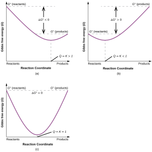 Three graphs, labeled, “a,” “b,” and “c” are shown where the y-axis is labeled, “Gibbs free energy ( G ),” and, “G superscript degree sign ( reactants ),” while the x-axis is labeled, “Reaction progress,” and “Reactants,” on the left and, “Products,” on the right. In graph a, a line begins at the upper left side and goes steadily down to a point about halfway up the y-axis and two thirds of the way on the x-axis, then rises again to a point labeled, “G superscript degree sign ( products ),” that is slightly higher than halfway up the y-axis. The distance between the beginning and ending points of the graph is labeled as, “delta G less than 0,” while the lowest point on the graph is labeled, “Q equals K greater than 1.” In graph b, a line begins at the middle left side and goes steadily down to a point about two fifths up the y-axis and one third of the way on the x-axis, then rises again to a point labeled, “G superscript degree sign ( products ),” that is near the top of the y-axis. The distance between the beginning and ending points of the graph is labeled as, “delta G greater than 0,” while the lowest point on the graph is labeled, “Q equals K less than 1.” In graph c, a line begins at the upper left side and goes steadily down to a point near the bottom of the y-axis and half way on the x-axis, then rises again to a point labeled, “G superscript degree sign ( products ),” that is equal to the starting point on the y-axis which is labeled, “G superscript degree sign ( reactants ).” The lowest point on the graph is labeled, “Q equals K equals 1.” At the top of the graph is the label, “Delta G superscript degree sign equals 0.”