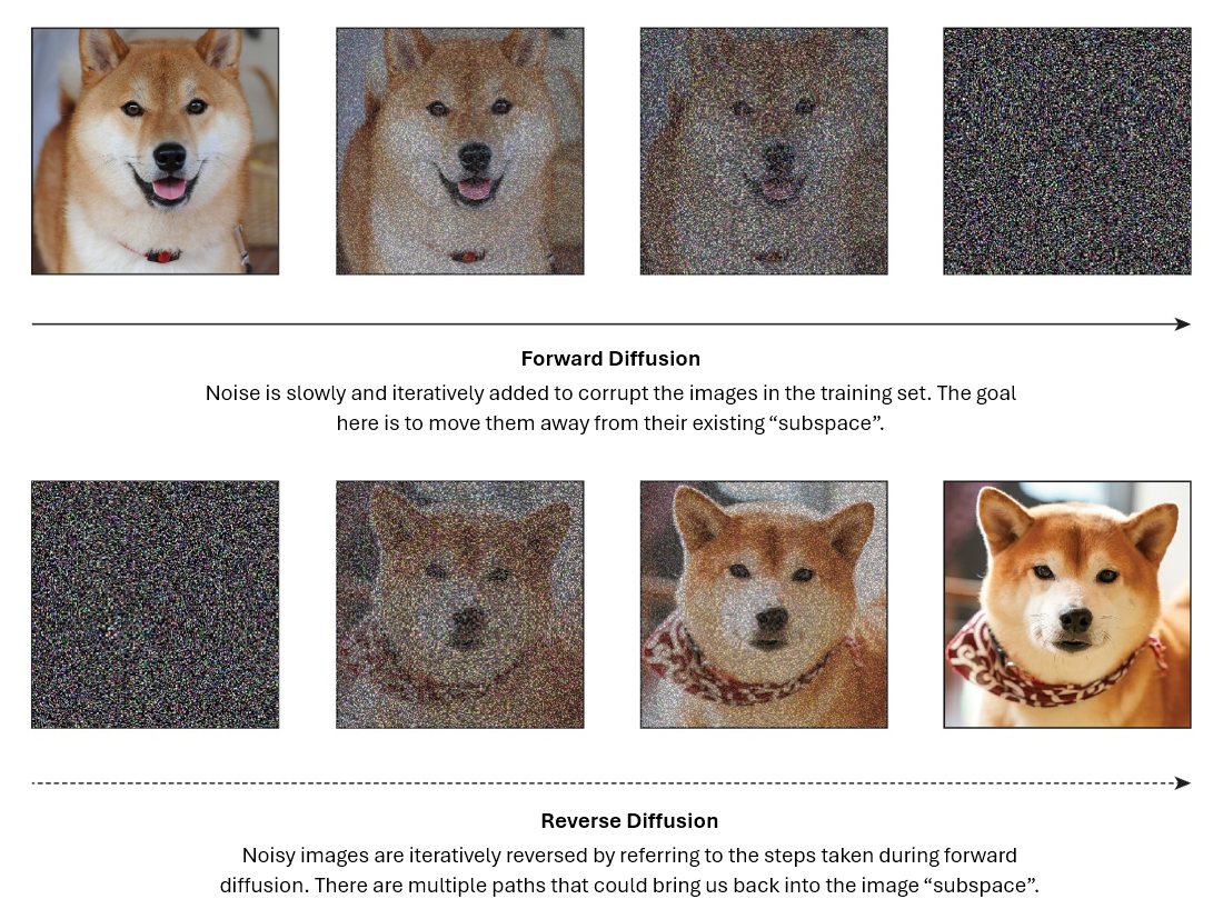 A set of eight images with corresponding text. In the top left, there is an image of a Shibu Inu dog wearing a collar and looking into the camera. To the right is the same image but slightly fuzzy. The third image along the top is the same image of the dog. This one is very fuzzy, but the dog is still discernible. The last image along the top is pure static noise. Below these four images is an arrow pointing to the right. Below that, text reads: Forward Diffusion. Noise is slowly and iteratively added to corrupt the images in the training set. The goal here is to move them away from their existing "subspace". Below that is another set of four images. The first is pure static noise. To the right is an image of a Shibu Inu dog, wearing a bandana and similar in appearance to the other dog. This image is very fuzzy. The third image in this row is the same image of the dog, but only slightly fuzzy. The final image is of the same dog, and this one is not fuzzy at all. Compared to the first image of a dog in the top row, the image of the dog in this row appears to be AI-generated. The text below this row reads: Reverse Diffusion: Noisy images are iteratively reversed by referring to the steps taken during forward diffusion. There are multiple paths that could bring us back into the image "subspace".